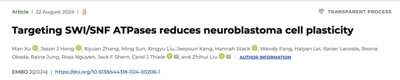 Neuroblastoma study identifies mechanisms affecting resistance to chemotherapy - NCI Center for Cancer Research